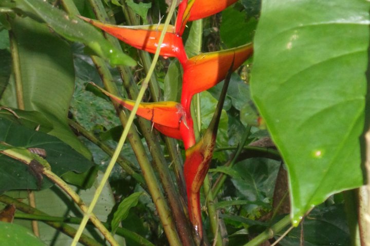Commewijne Plantation Tour
