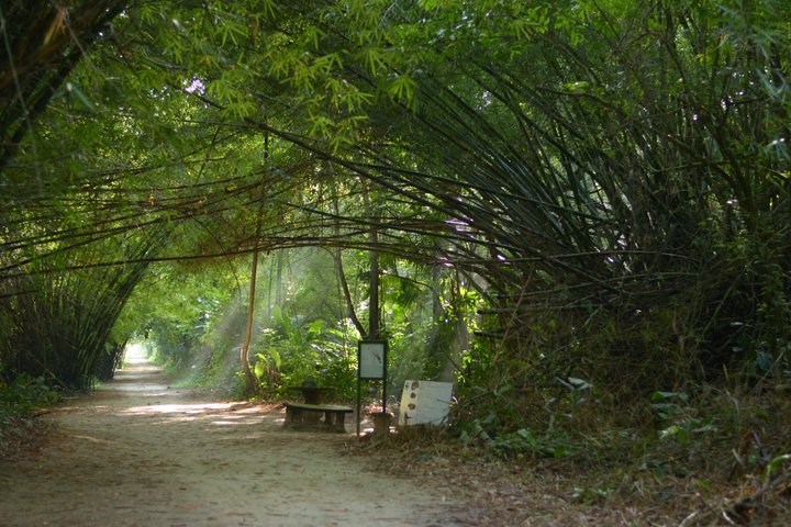 Commewijne Plantation Tour