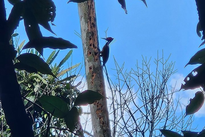 Private Tour with VIP Service Tikal Guatemala