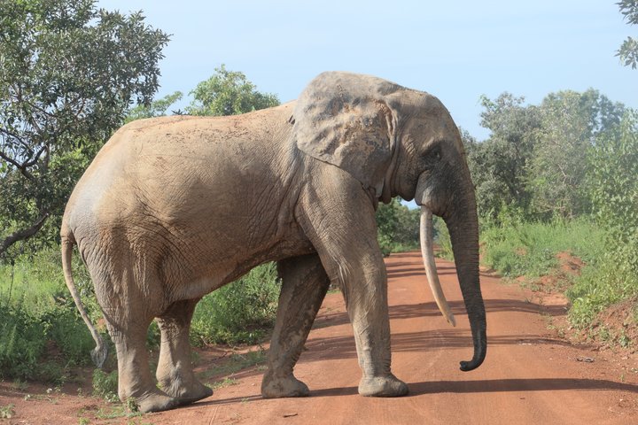 4 days (3 night) Ghana Elephants & Hippos Private Safaris