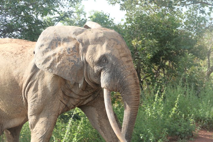 4 days (3 night) Ghana Elephants & Hippos Private Safaris