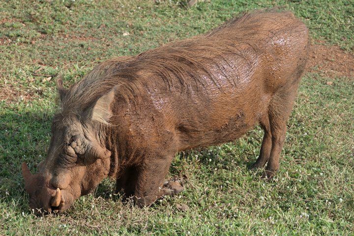 4 days (3 night) Ghana Elephants & Hippos Private Safaris