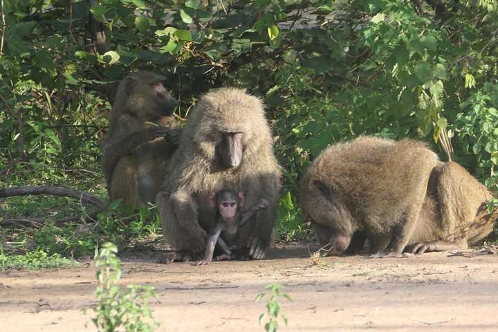 4 days (3 night) Ghana Elephants & Hippos Private Safaris