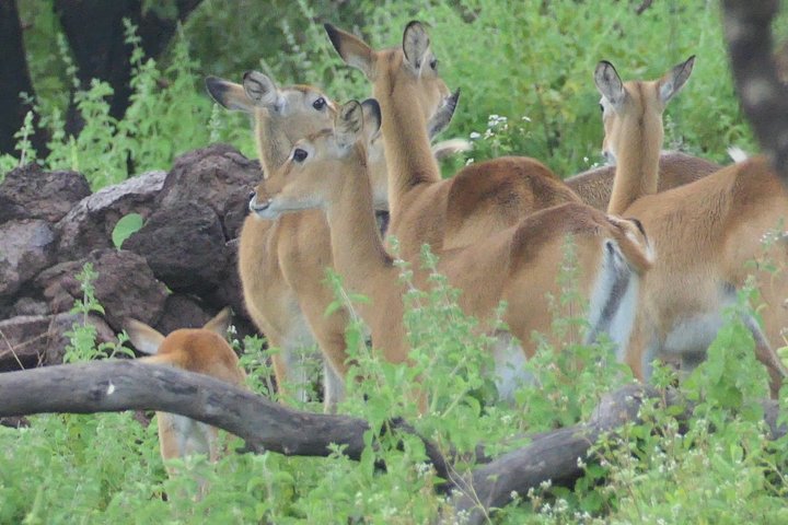 4 days (3 night) Ghana Elephants & Hippos Private Safaris
