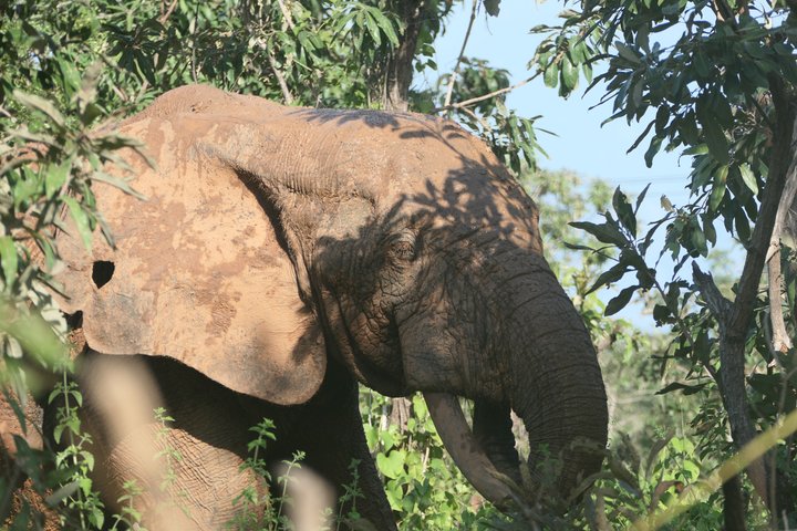3 days (2 nights) Elephants safari private experience