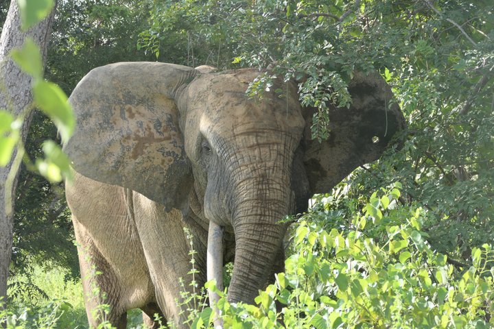 3 days (2 nights) Elephants safari private experience