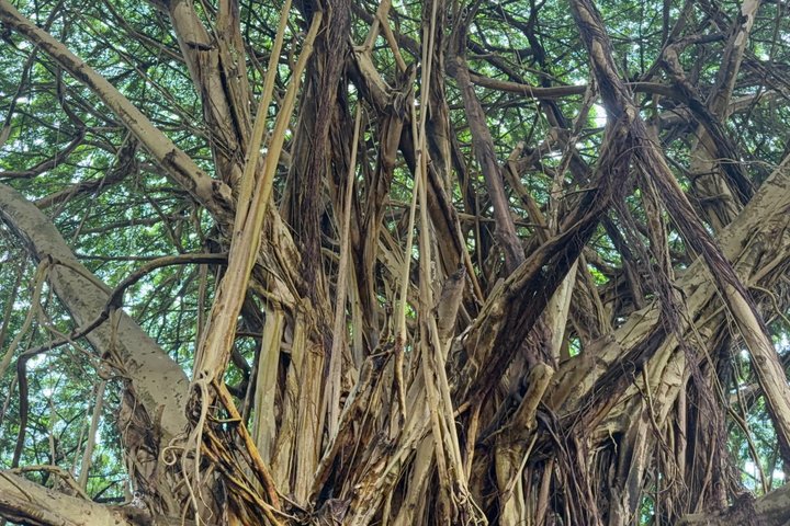Hilo Shore Excursion: Visit Volcano, Waterfall, Beach with Lunch