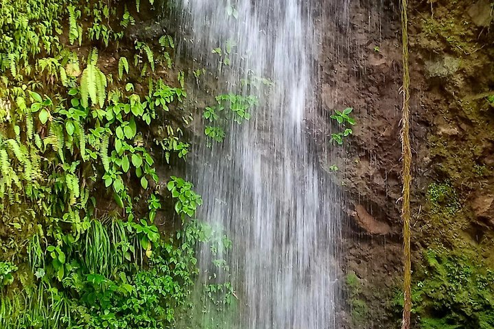 Sulphur Springs Mud Bath and Toraille Waterfall Tour with Creole Lunch