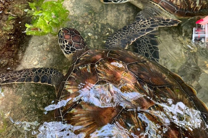 Swimming with Sea Turtles and Jozani Forest in Zanzibar