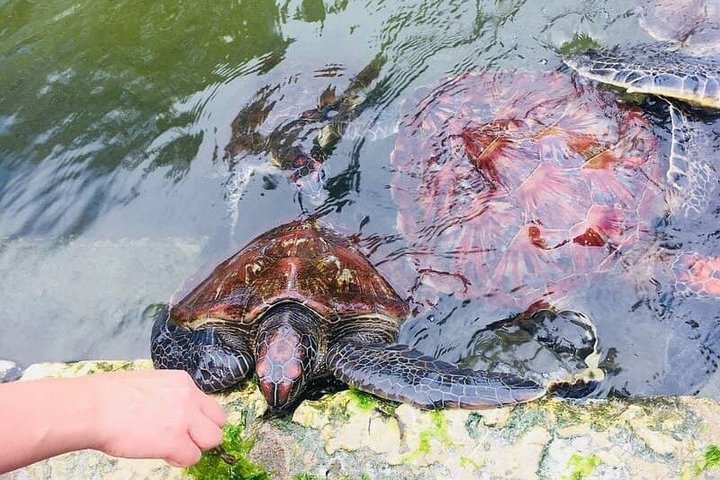 Swimming with Sea Turtles and Jozani Forest in Zanzibar