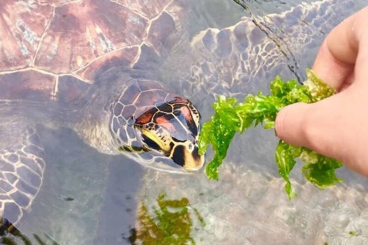 Swimming with Sea Turtles and Jozani Forest in Zanzibar