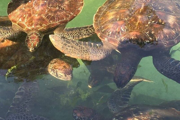 Swimming with Sea Turtles and Jozani Forest in Zanzibar