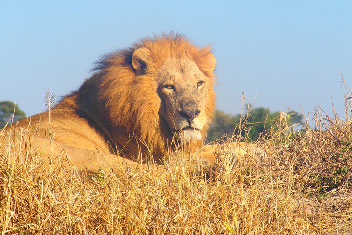 South Luangwa National Park Safari Game Drive
