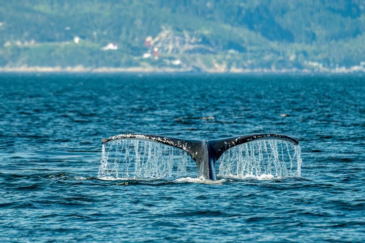 Québec City: Whale Watching Tour with Bus Transportation