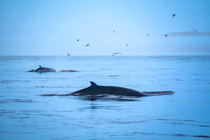 Québec City: Whale Watching Tour with Bus Transportation
