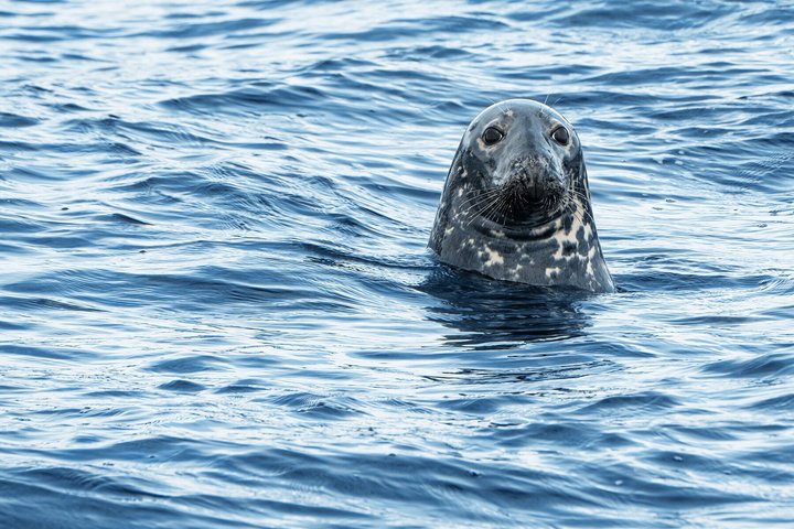 Québec City: Whale Watching Tour with Bus Transportation