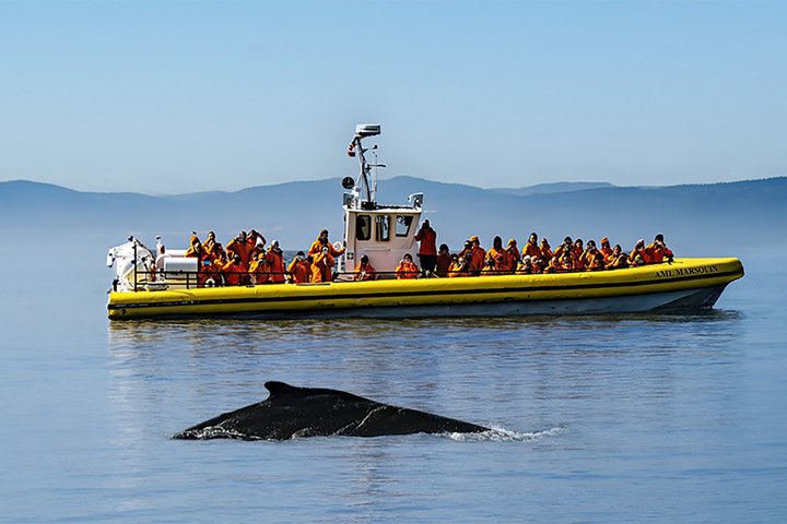 Tadoussac/Charlevoix: Whale & Bear Wildlife Tour
