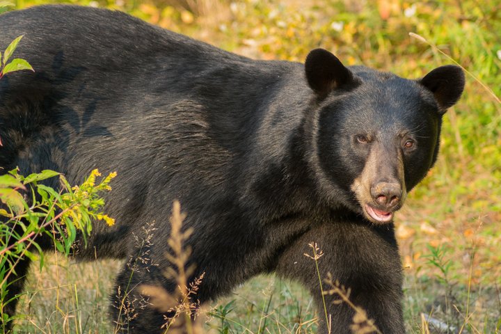 Tadoussac/Charlevoix: Whale & Bear Wildlife Tour