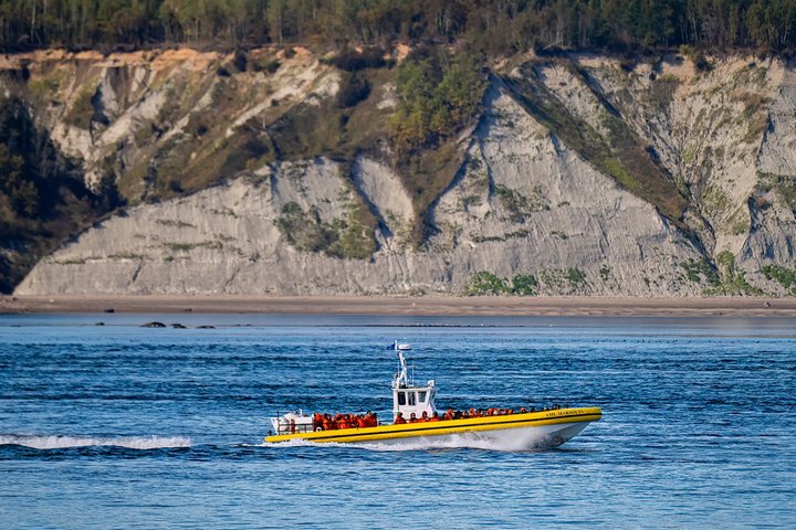 Tadoussac/Charlevoix: Whale & Bear Wildlife Tour