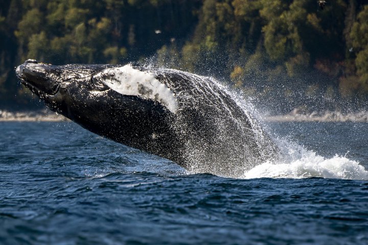Tadoussac/Charlevoix: Whale & Bear Wildlife Tour