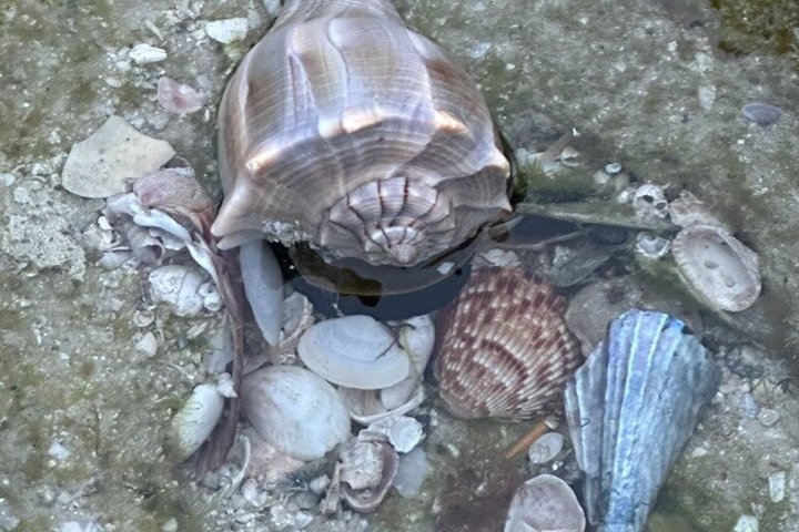 4 Hour Egmont Key Island Tour With Dolphins & Snorkeling Included