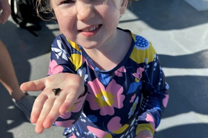 2.5 Hour Shell Key Island Adventure Including Dolphins And Shells