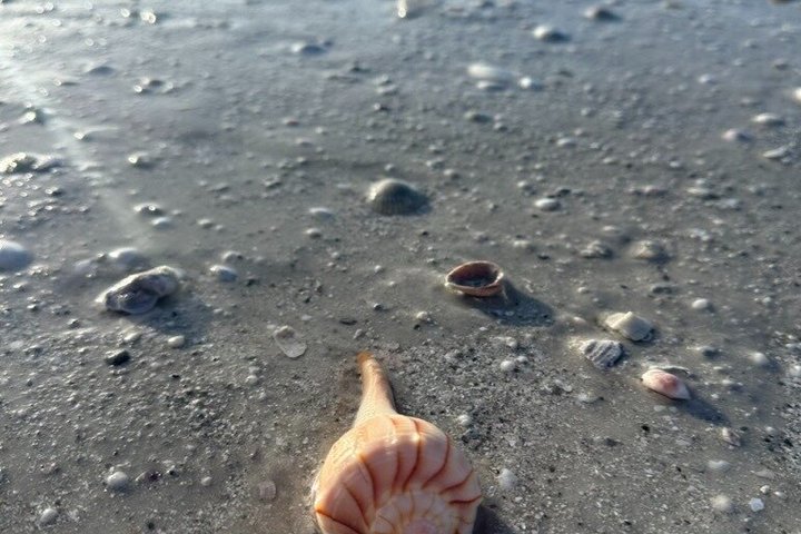 4 Hour Egmont Key Island Tour With Dolphins & Snorkeling Included
