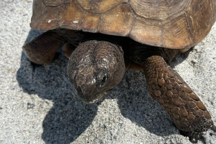 4 Hour Egmont Key Island Tour With Dolphins & Snorkeling Included