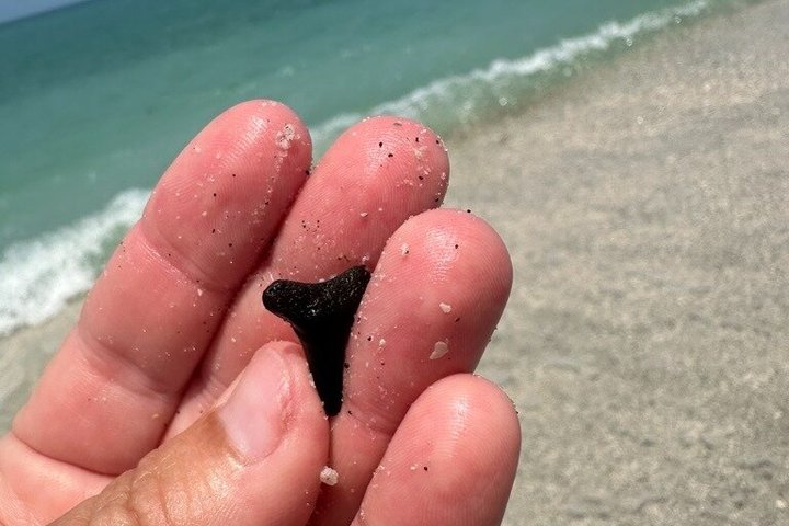 4 Hour Egmont Key Island Tour With Dolphins & Snorkeling Included