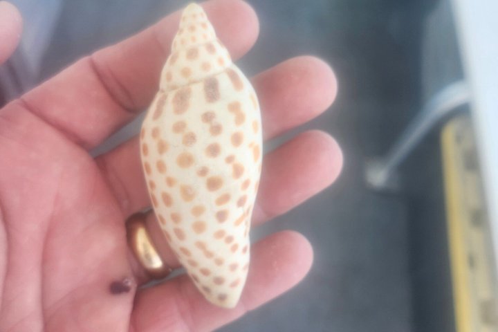 2.5 Hour Shell Key Island Adventure Including Dolphins And Shells