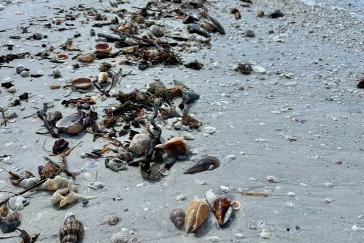 4 Hour Egmont Key Island Tour With Dolphins & Snorkeling Included