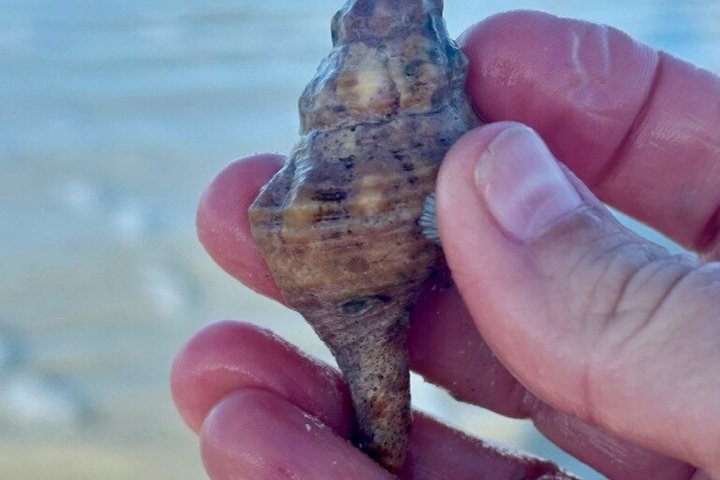 2.5 Hour Shell Key Island Adventure Including Dolphins And Shells