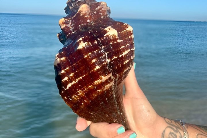 2.5 Hour Shell Key Island Adventure Including Dolphins And Shells