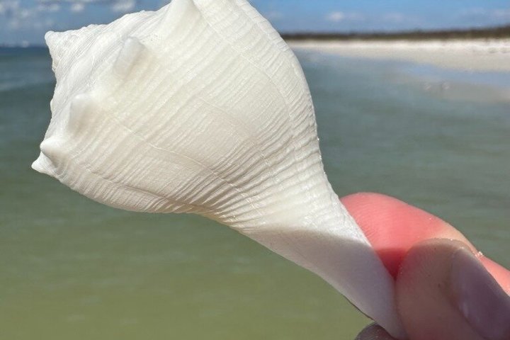 2.5 Hour Shell Key Island Adventure Including Dolphins And Shells