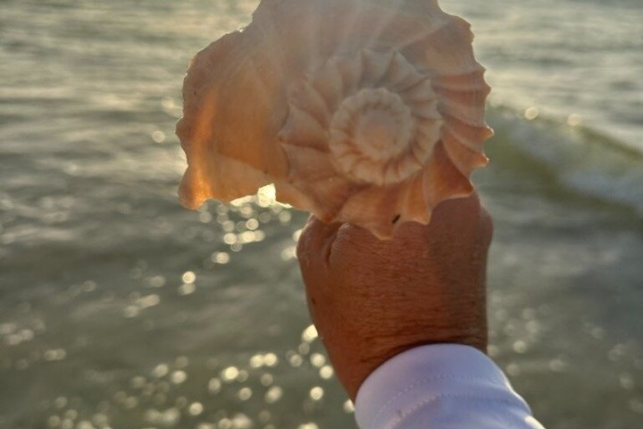 2.5 Hour Shell Key Island Adventure Including Dolphins And Shells