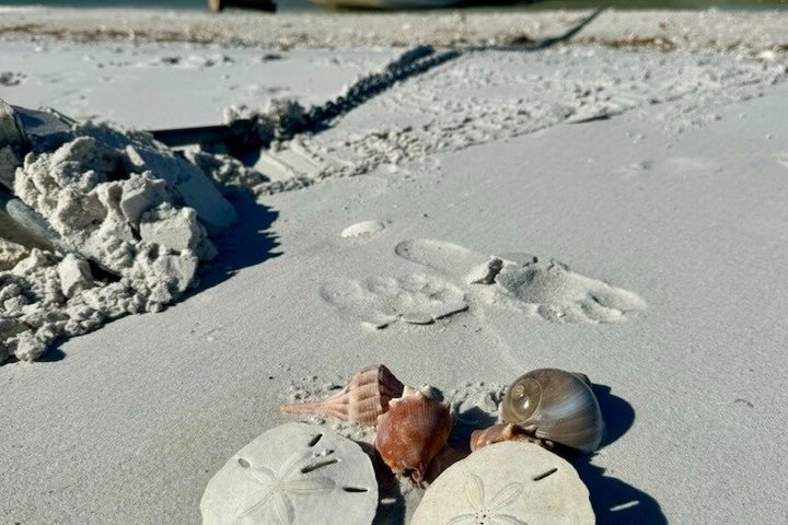 2.5 Hour Shell Key Island Adventure Including Dolphins And Shells