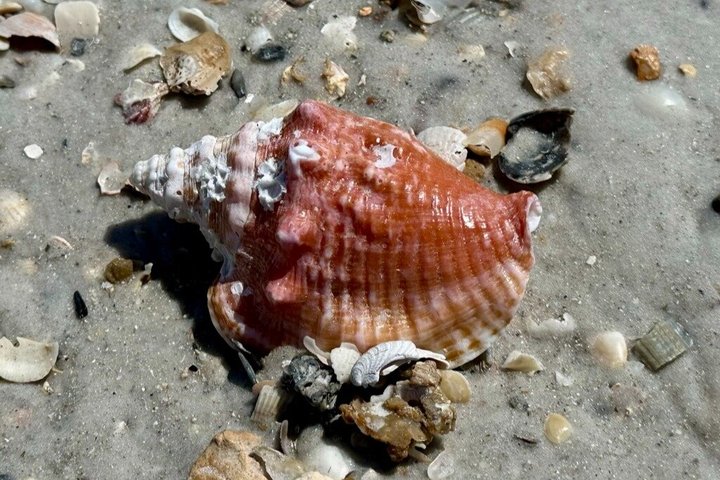 2.5 Hour Shell Key Island Adventure Including Dolphins And Shells