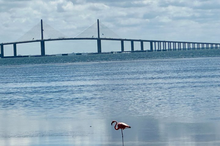 2.5 Hour Shell Key Island Adventure Including Dolphins And Shells