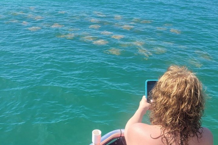 2.5 Hour Shell Key Island Adventure Including Dolphins And Shells