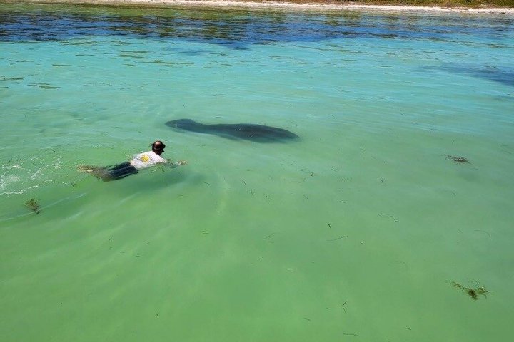 2.5 Hour Shell Key Island Adventure Including Dolphins And Shells