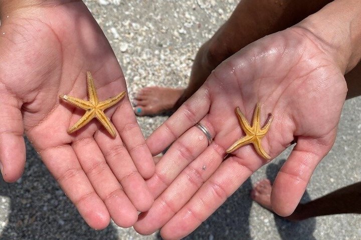 2.5 Hour Shell Key Island Adventure Including Dolphins And Shells