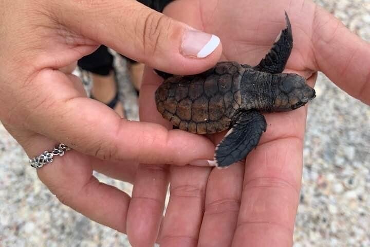 2.5 Hour Shell Key Island Adventure Including Dolphins And Shells