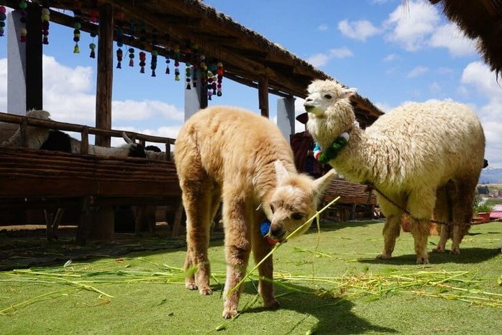 2-Day Tour from Cusco Sacred Valley and Machu Picchu by Train