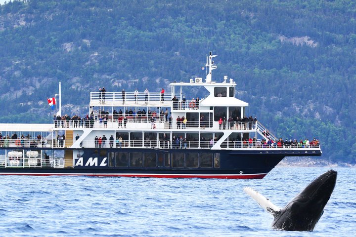 Québec City: Whale Watching Tour with Bus Transportation