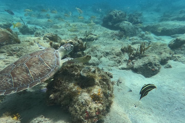 Vieques: Sea Turtle Snorkeling Small-Group, Photos & Snacks