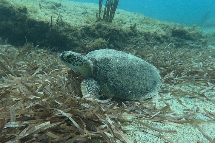 Vieques: Sea Turtle Snorkeling Small-Group, Photos & Snacks