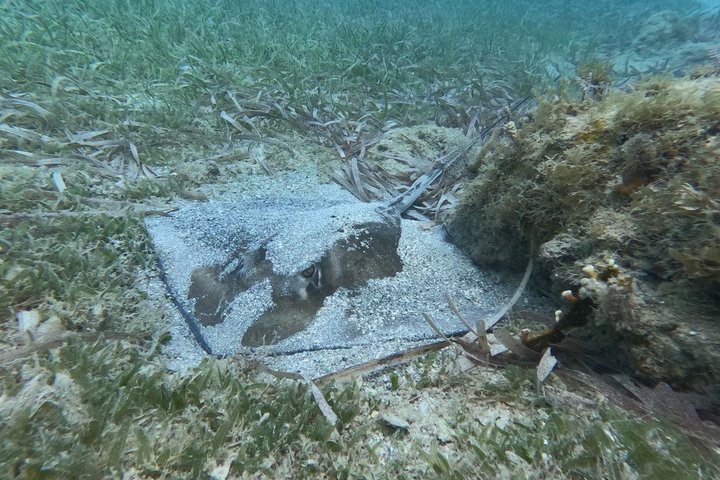 Vieques: Sea Turtle Snorkeling Small-Group, Photos & Snacks