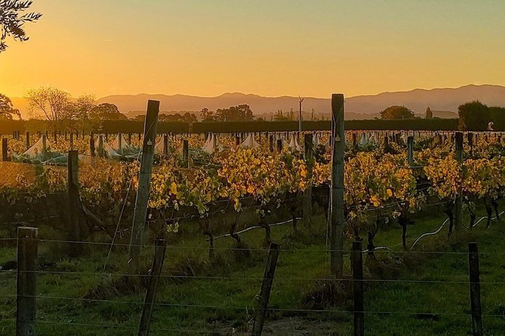 Wairarapa Wine Tour Experience
