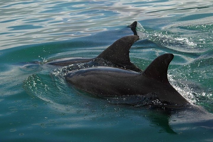 Cathedral Cove Scenic Cruises Explore Caves and Coastline