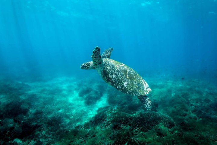 Nusa Penida Premium Day from Bali: Manta Rays, Yacht & Land Tour